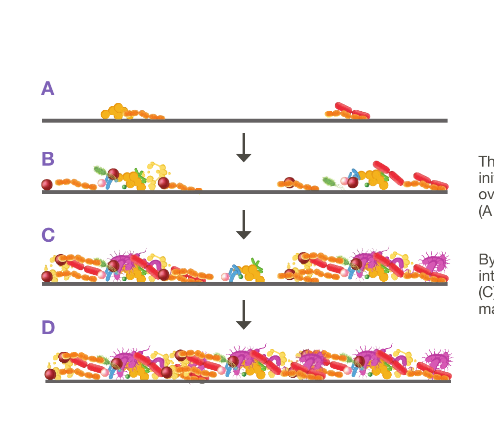 Стадии формирования биоплёнки Pseudomonas aeruginosa: A, B, C, D